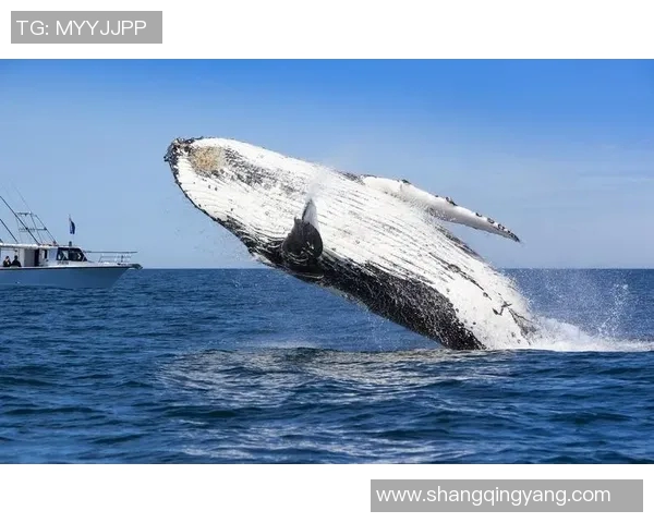 新西兰与威尔士激战正酣谁将赢得这场精彩对决